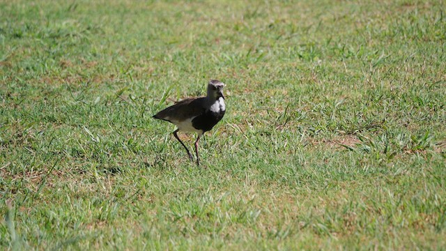 ナンベイタゲリ（chilensis／fretensis） - ML633237278