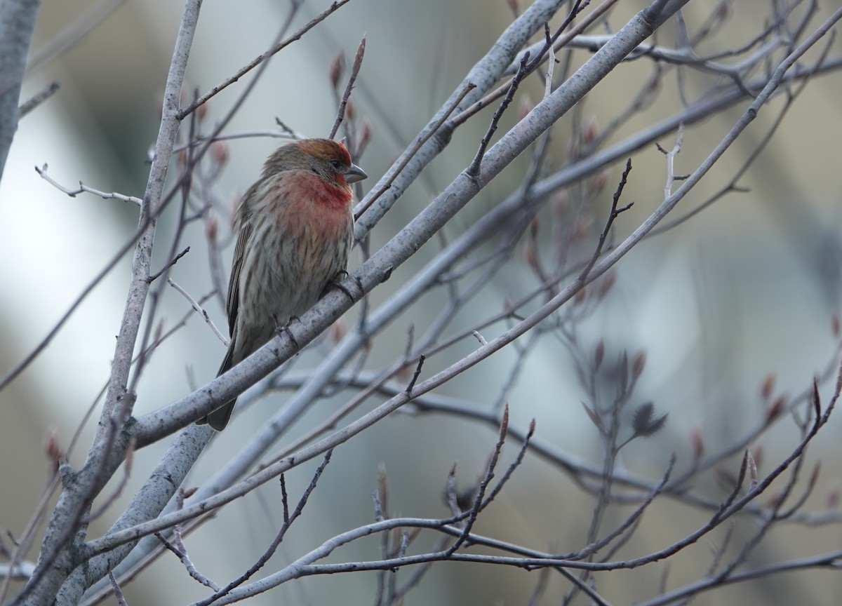 House Finch - ML633237316