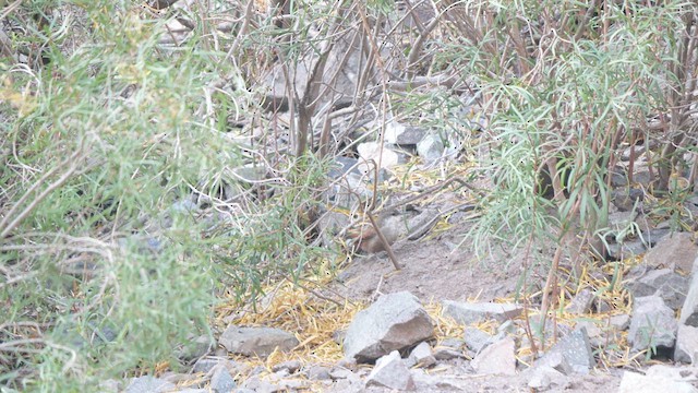 チリーカマドドリ - ML633237335