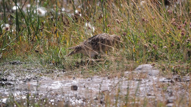 Gray-breasted Seedsnipe - ML633237430