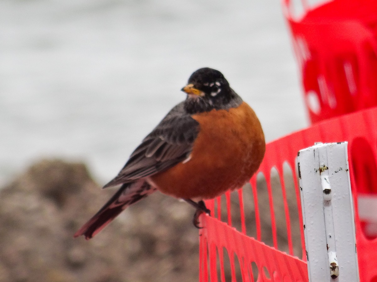 American Robin - ML633237431