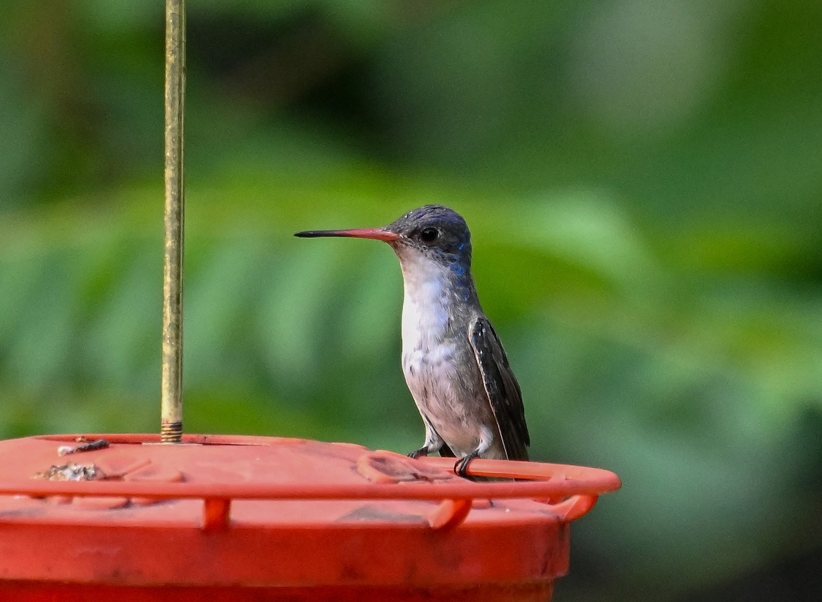 Violet-crowned Hummingbird - ML633237561