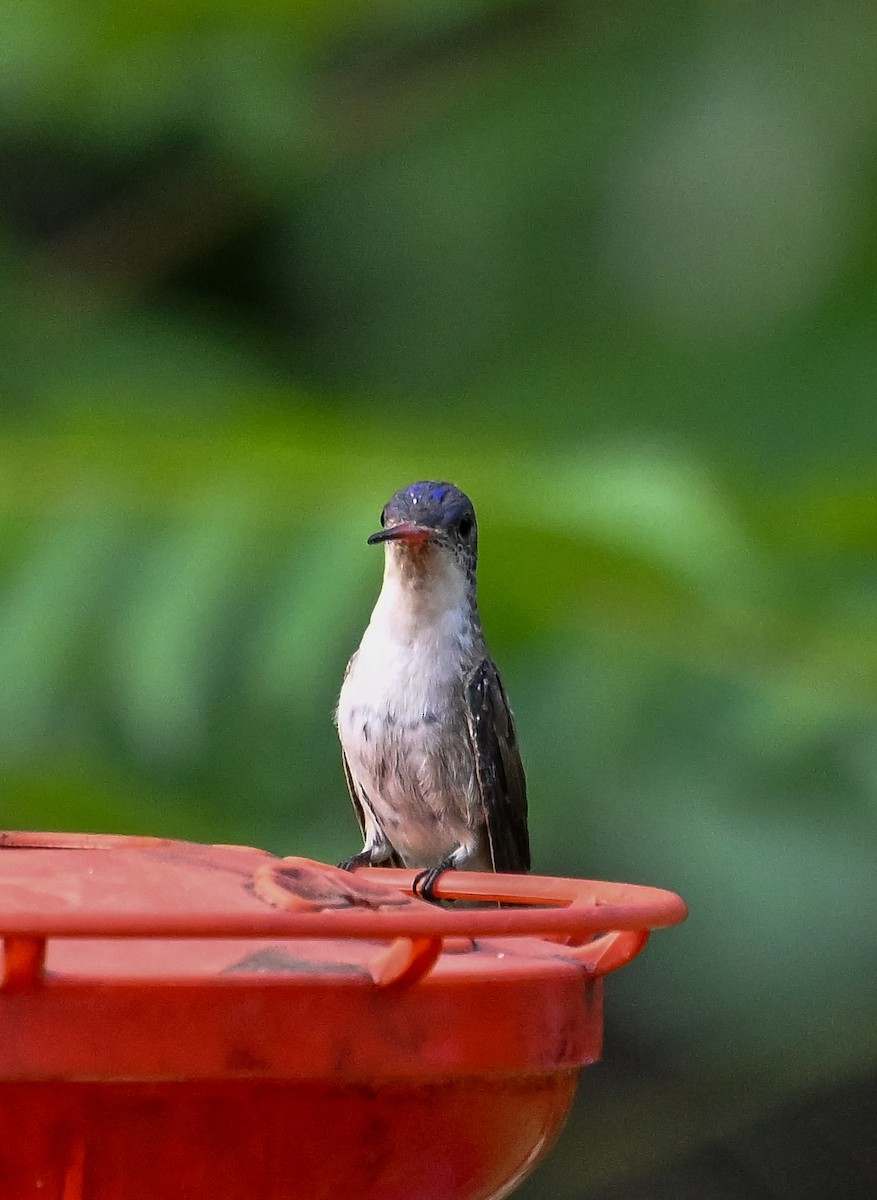 Violet-crowned Hummingbird - ML633237562