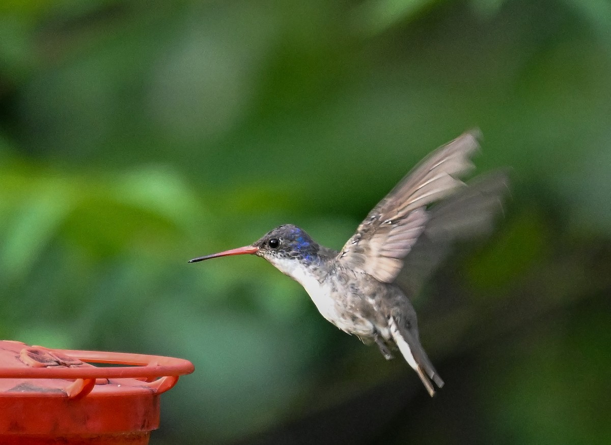 Violet-crowned Hummingbird - ML633237563
