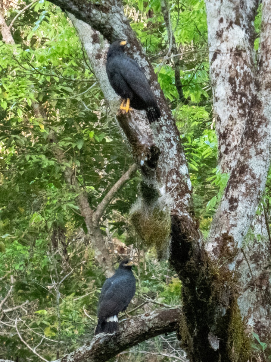 Common Black Hawk - ML633237592