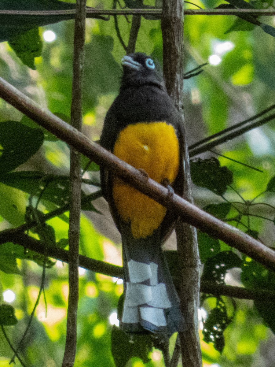 Black-headed Trogon - ML633237602
