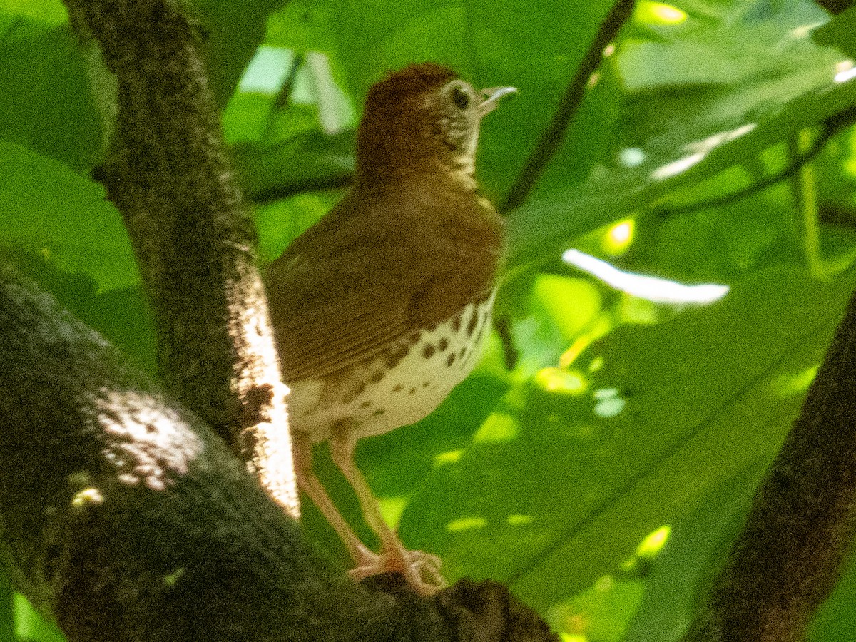 Wood Thrush - ML633237629