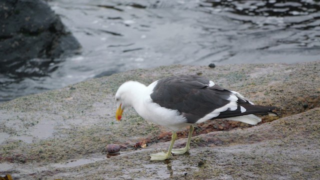 Kelp Gull (dominicanus) - ML633237631