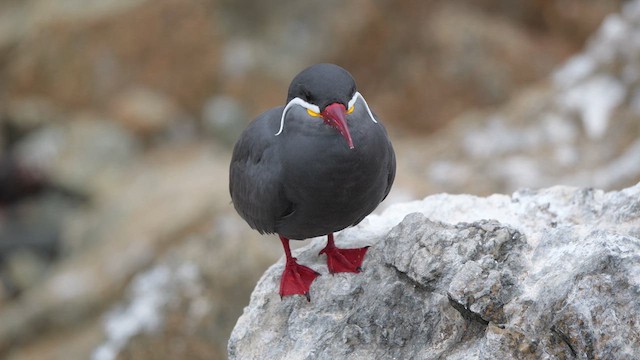 Inca Tern - ML633237643