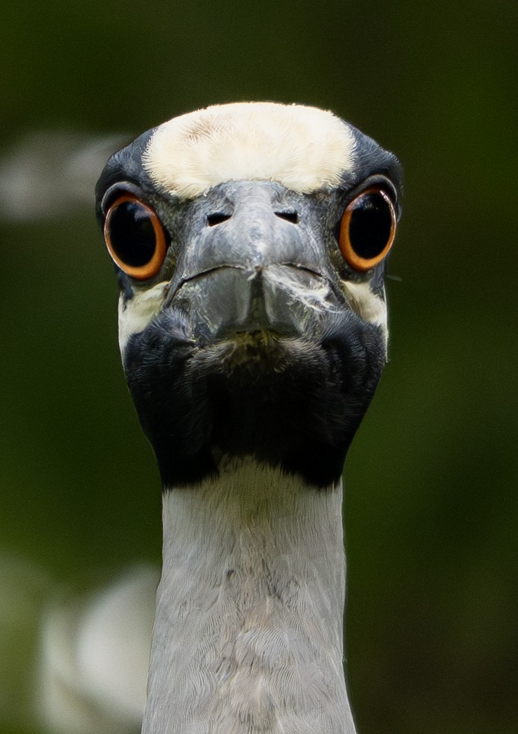 Yellow-crowned Night Heron - ML633237652