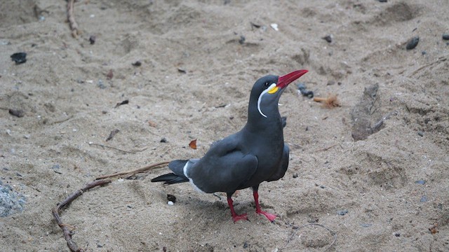 Inca Tern - ML633237653