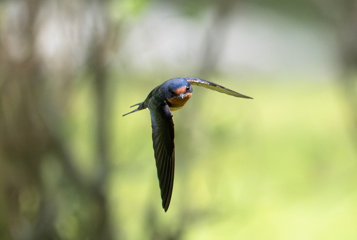 Barn Swallow - ML633237665