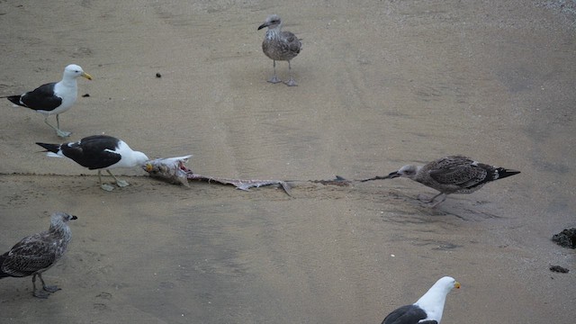 Kelp Gull (dominicanus) - ML633237677