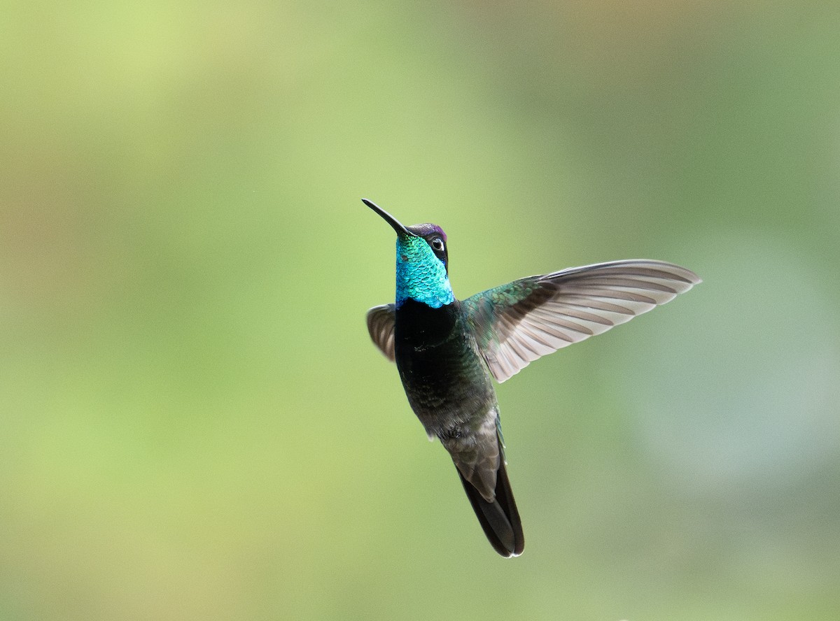 Rivoli's Hummingbird - ML633237722