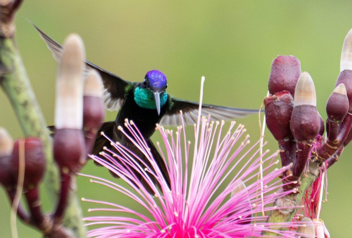 Rivoli's Hummingbird - ML633237726