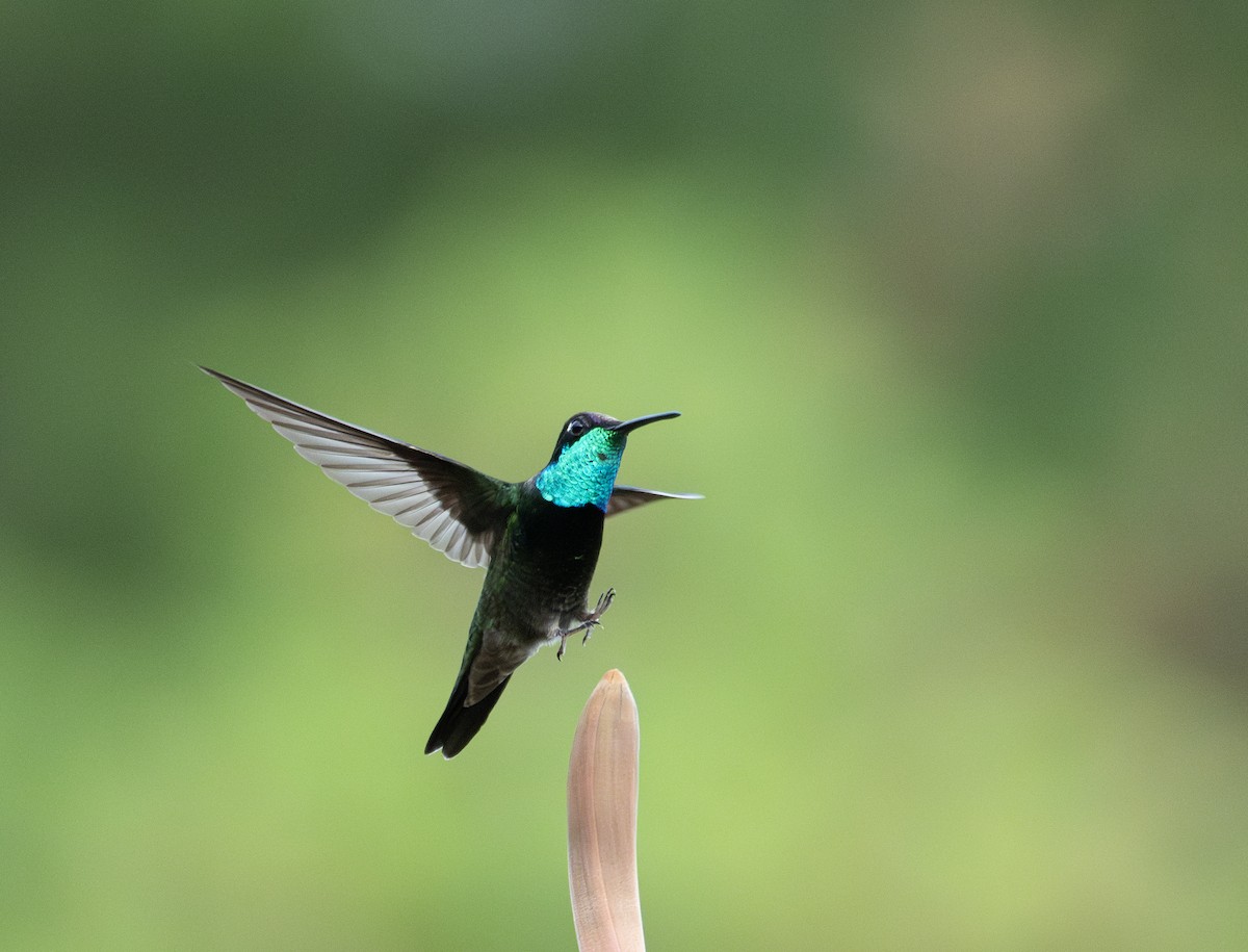 Rivoli's Hummingbird - ML633237740