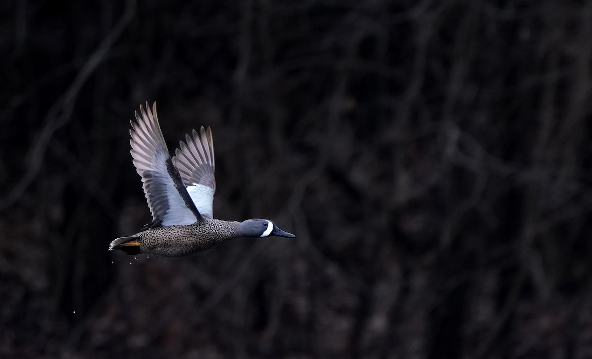 Blue-winged Teal - ML633237782