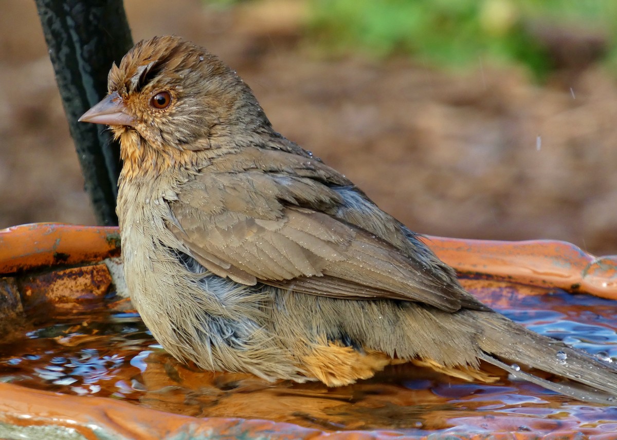 California Towhee - David Assmann
