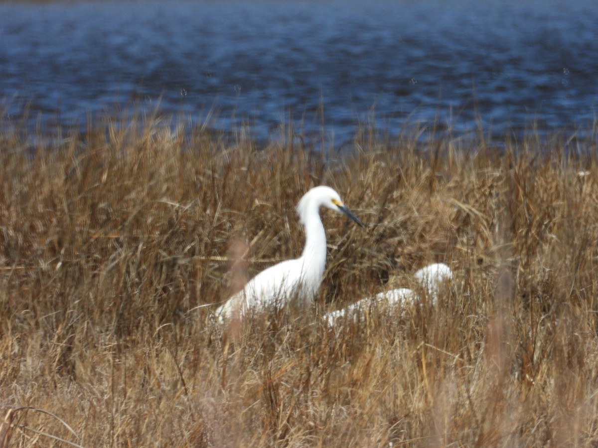 Snowy Egret - ML633238273