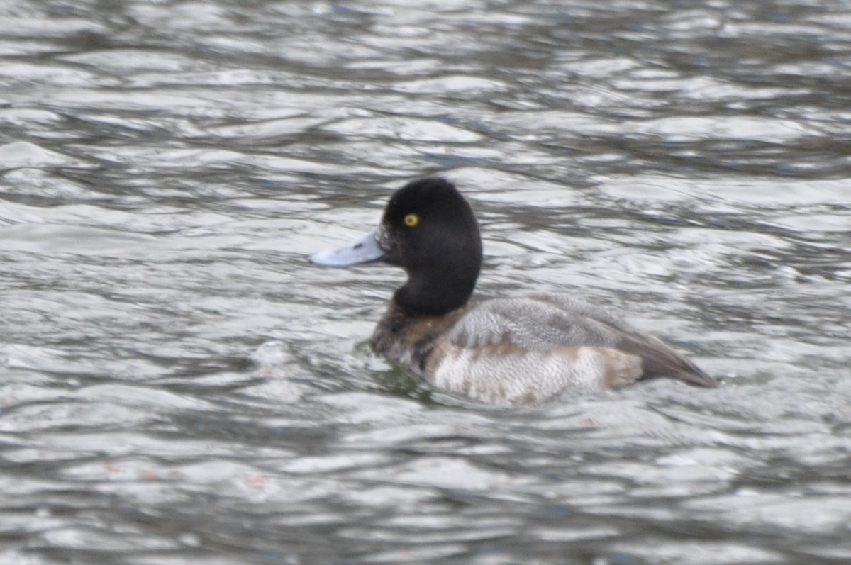 Lesser Scaup - ML633238274