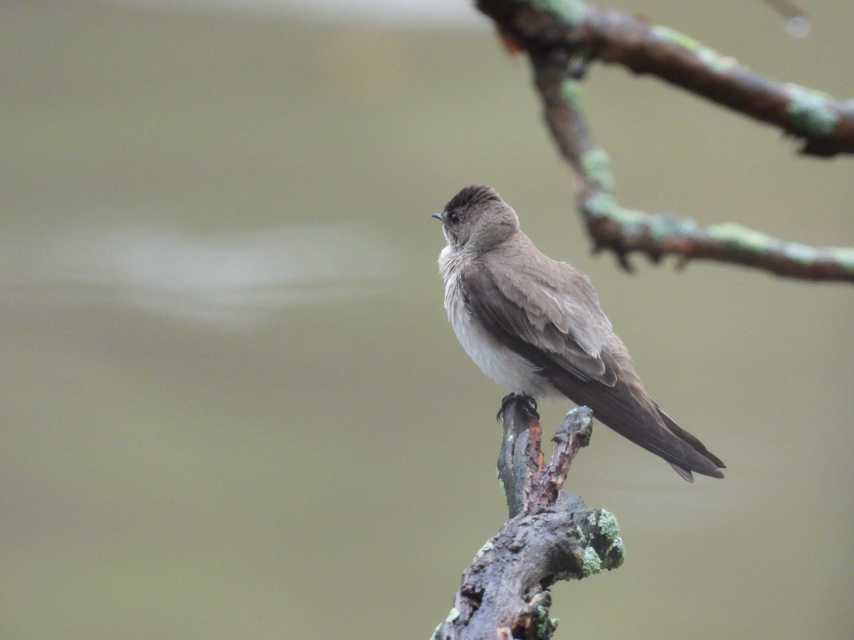 Northern Rough-winged Swallow - ML633238426