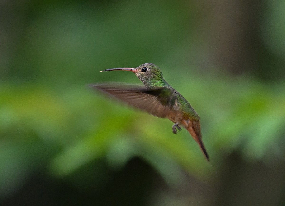 Buff-bellied Hummingbird - ML633238436