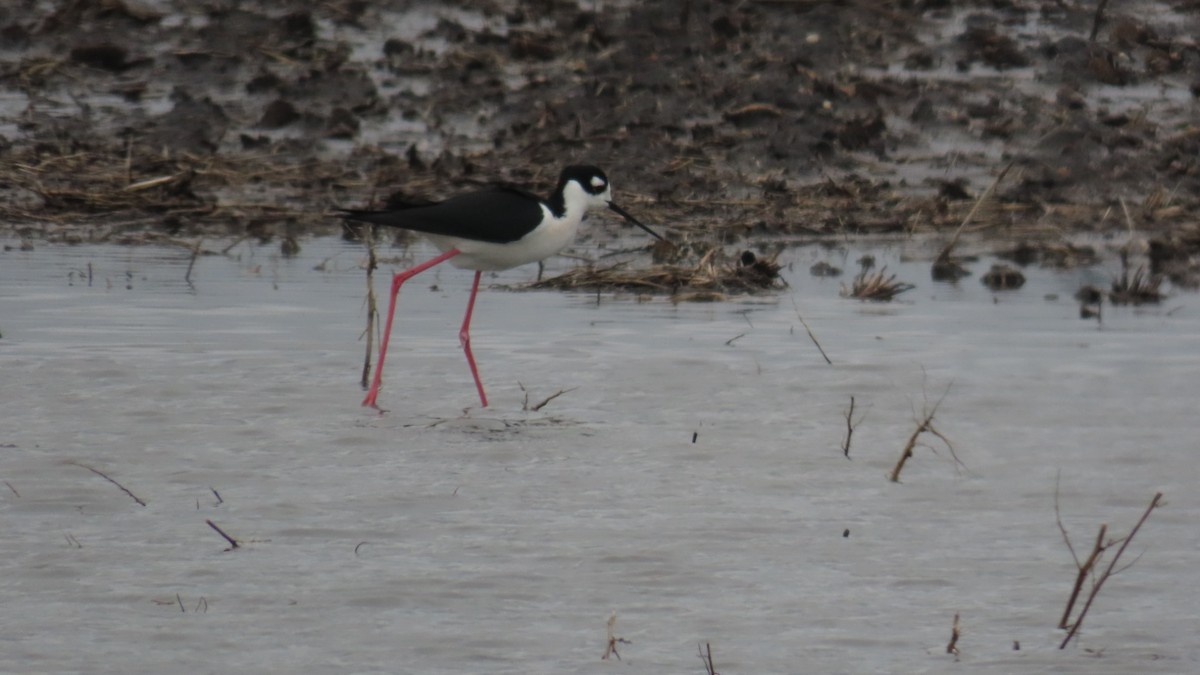 Black-necked Stilt - ML633238438