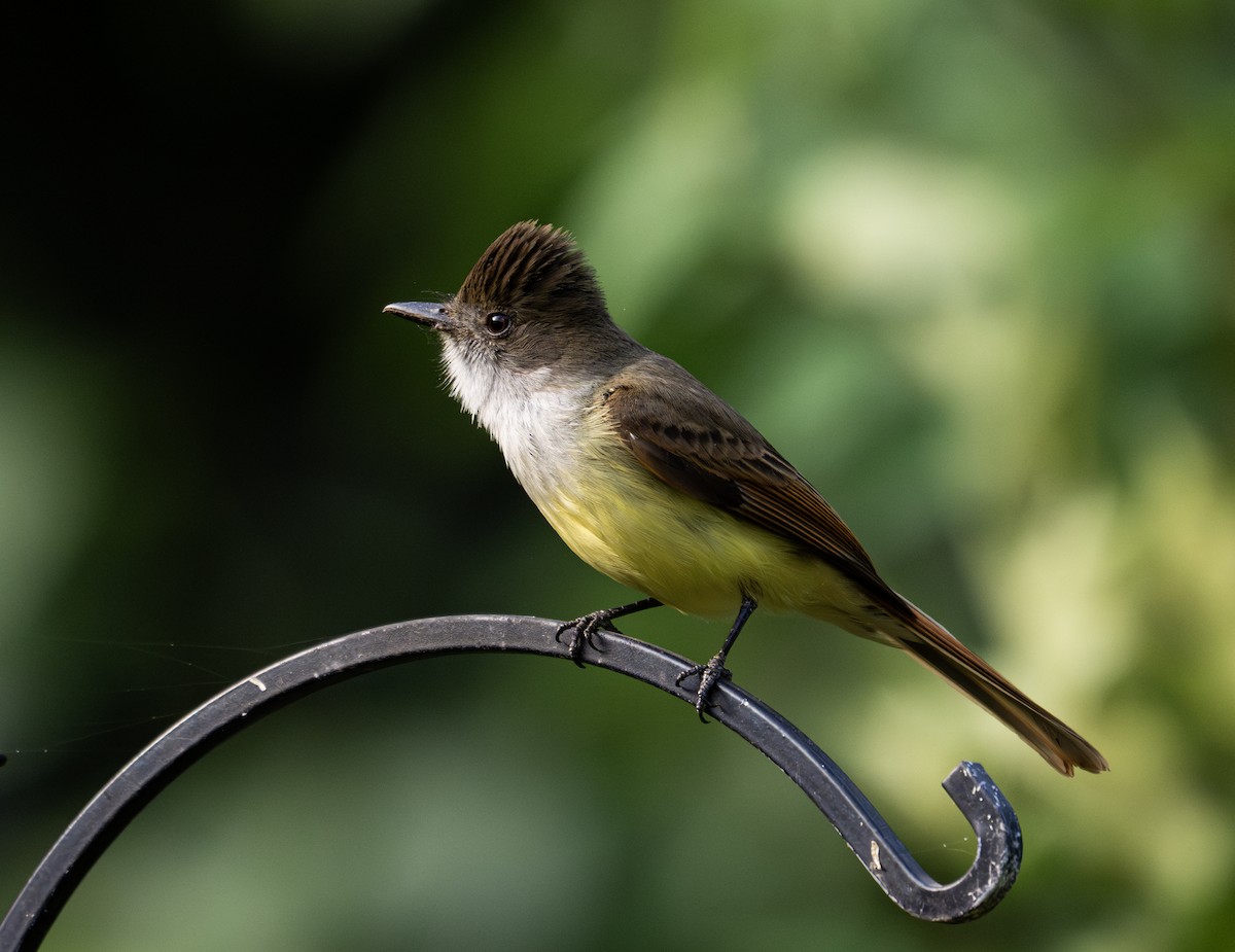 Dusky-capped Flycatcher - ML633238465