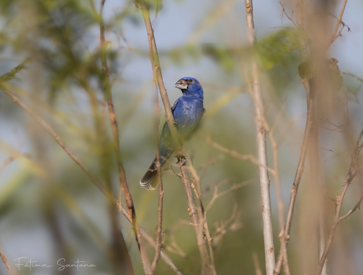 Guiraca bleu - ML633238525