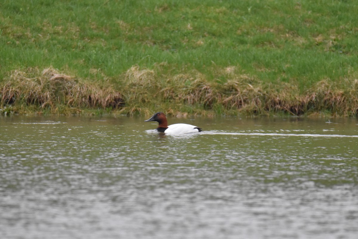 Canvasback - ML633238532