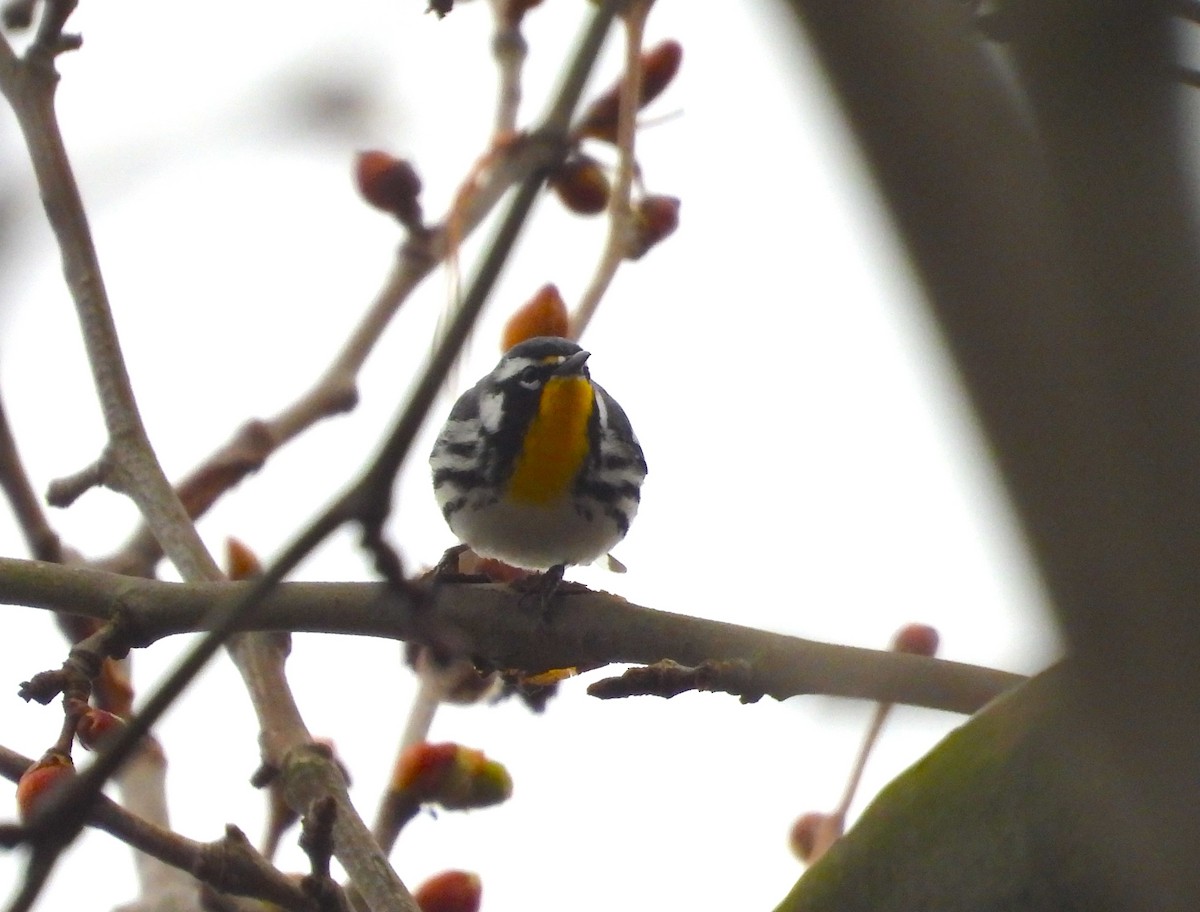 Yellow-throated Warbler - ML633238722