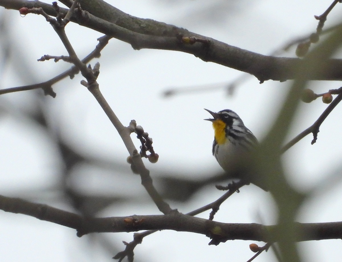 Yellow-throated Warbler - ML633238727