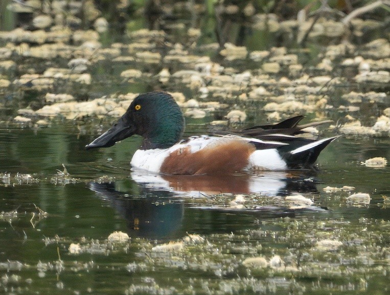 Northern Shoveler - ML633238728