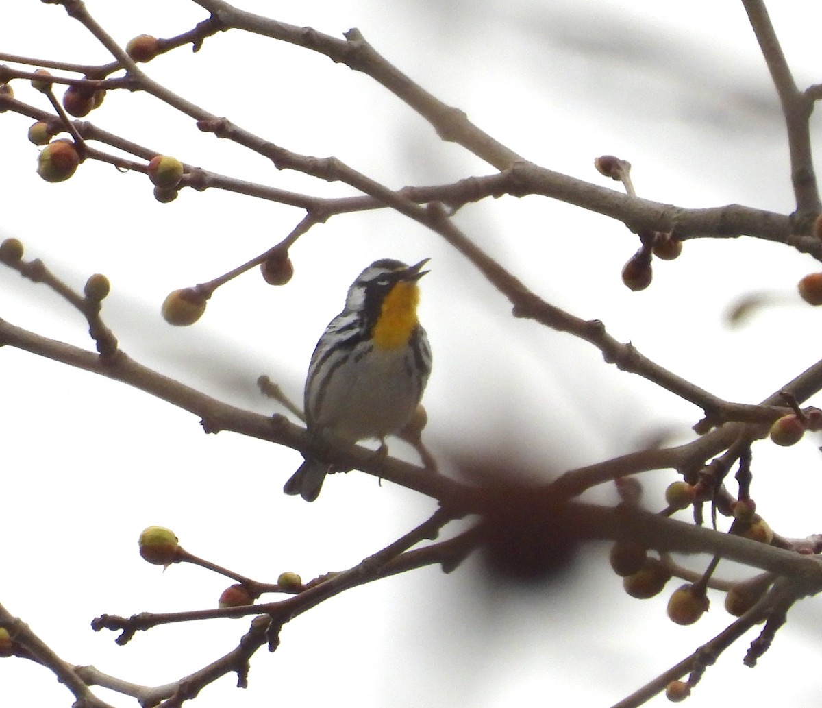 Yellow-throated Warbler - ML633238729