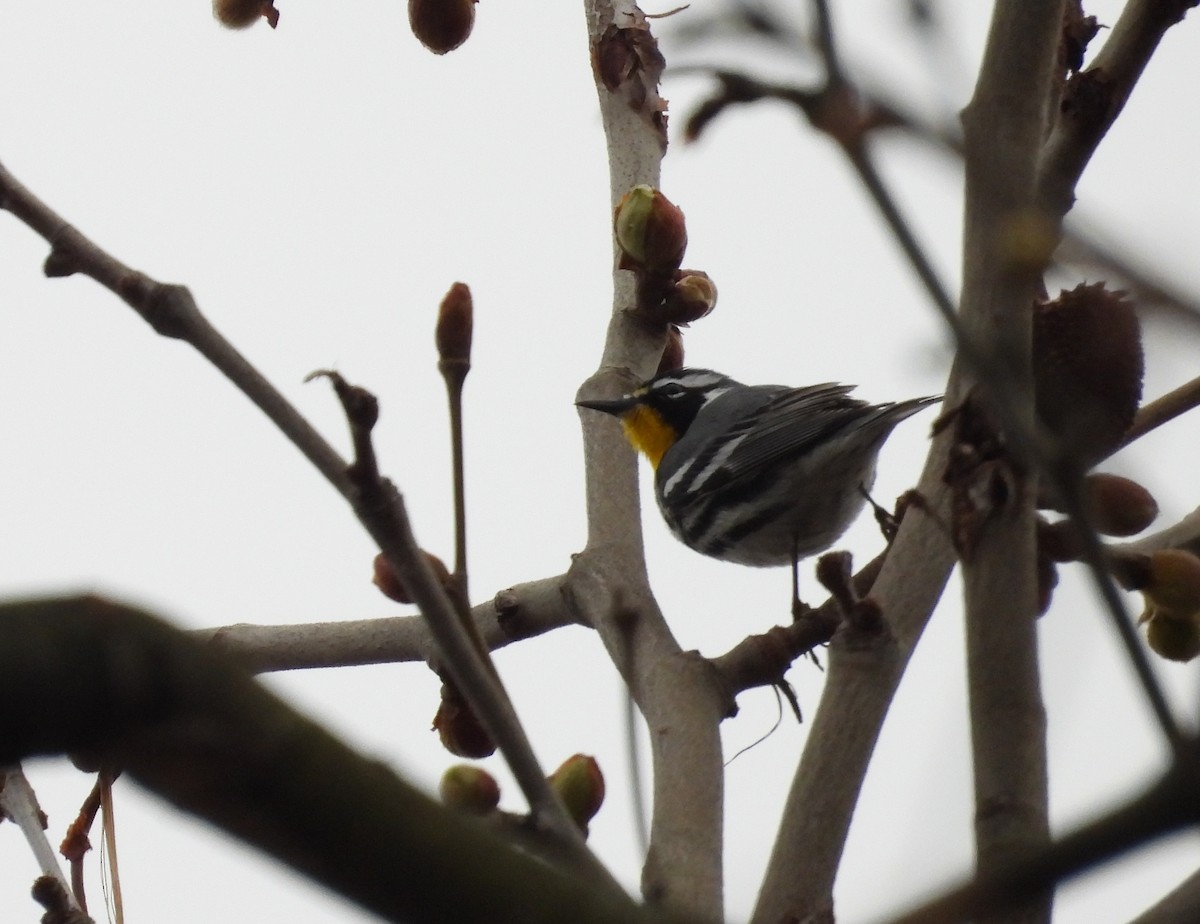 Yellow-throated Warbler - ML633238736