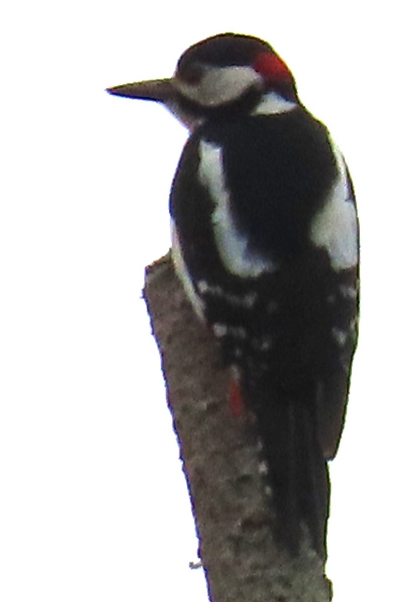 Great Spotted Woodpecker - Emilio Martínez Sabarís
