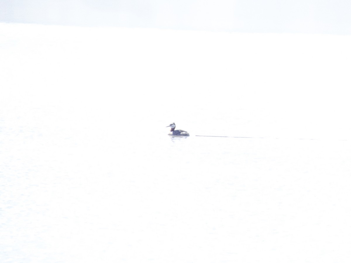 Red-necked Grebe - ML633238802