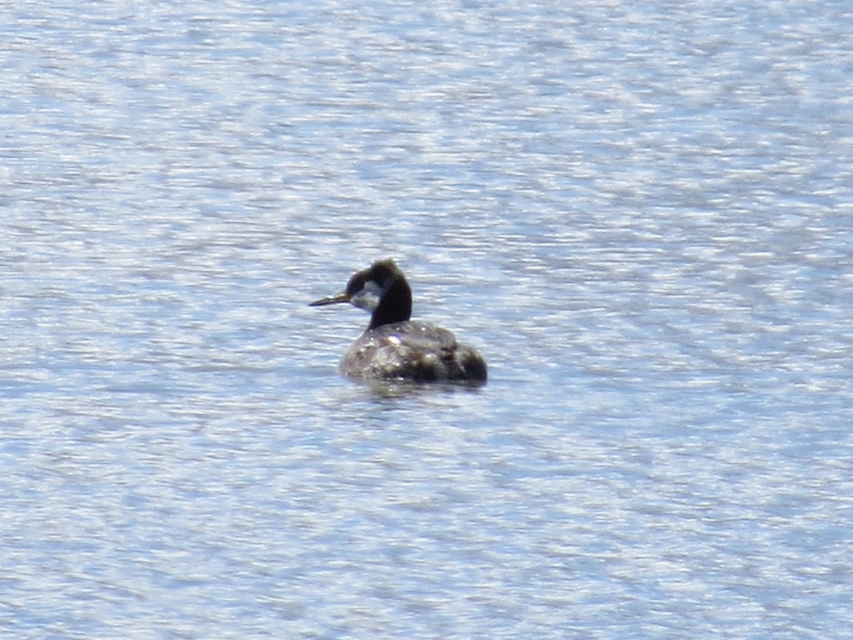 Red-necked Grebe - ML633238806