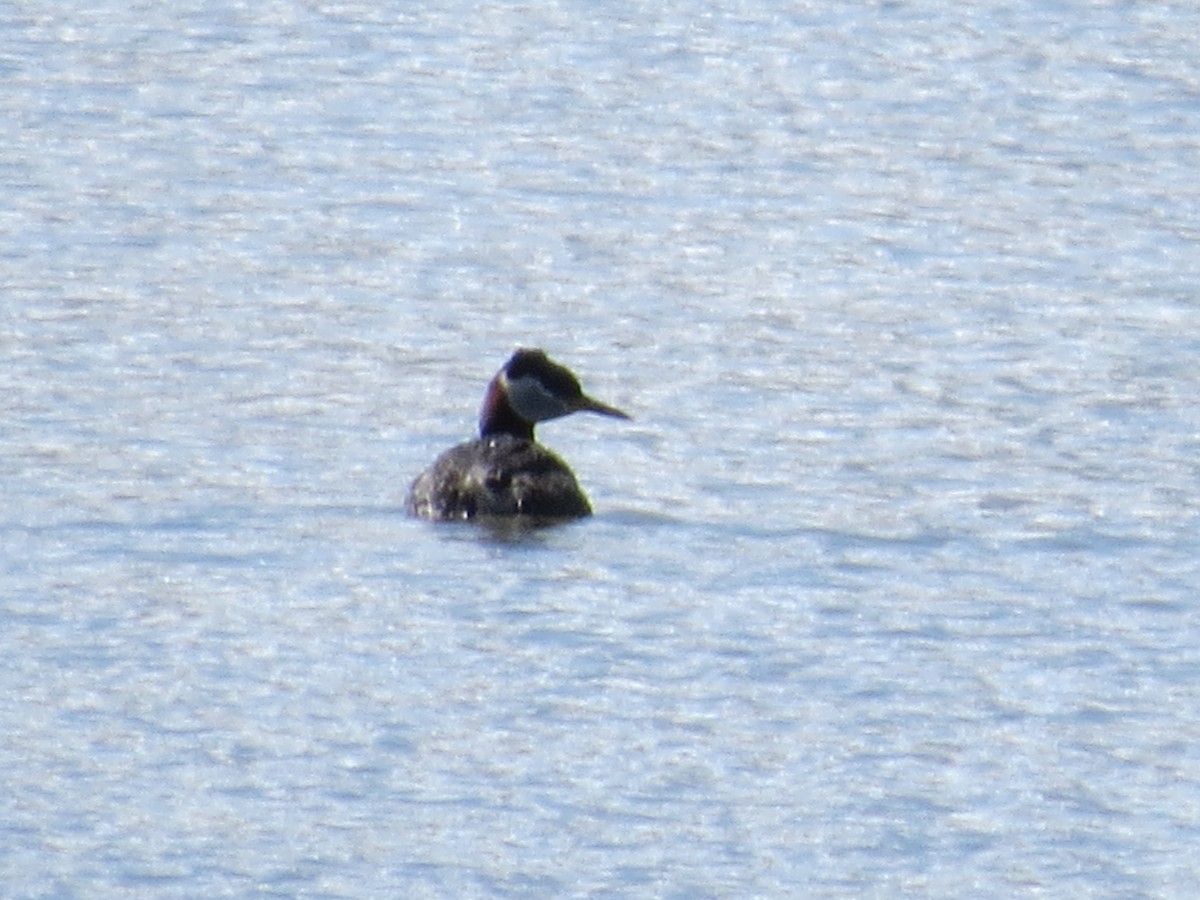 Red-necked Grebe - ML633238808