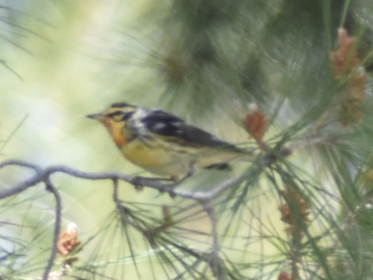 Blackburnian Warbler - ML633238815