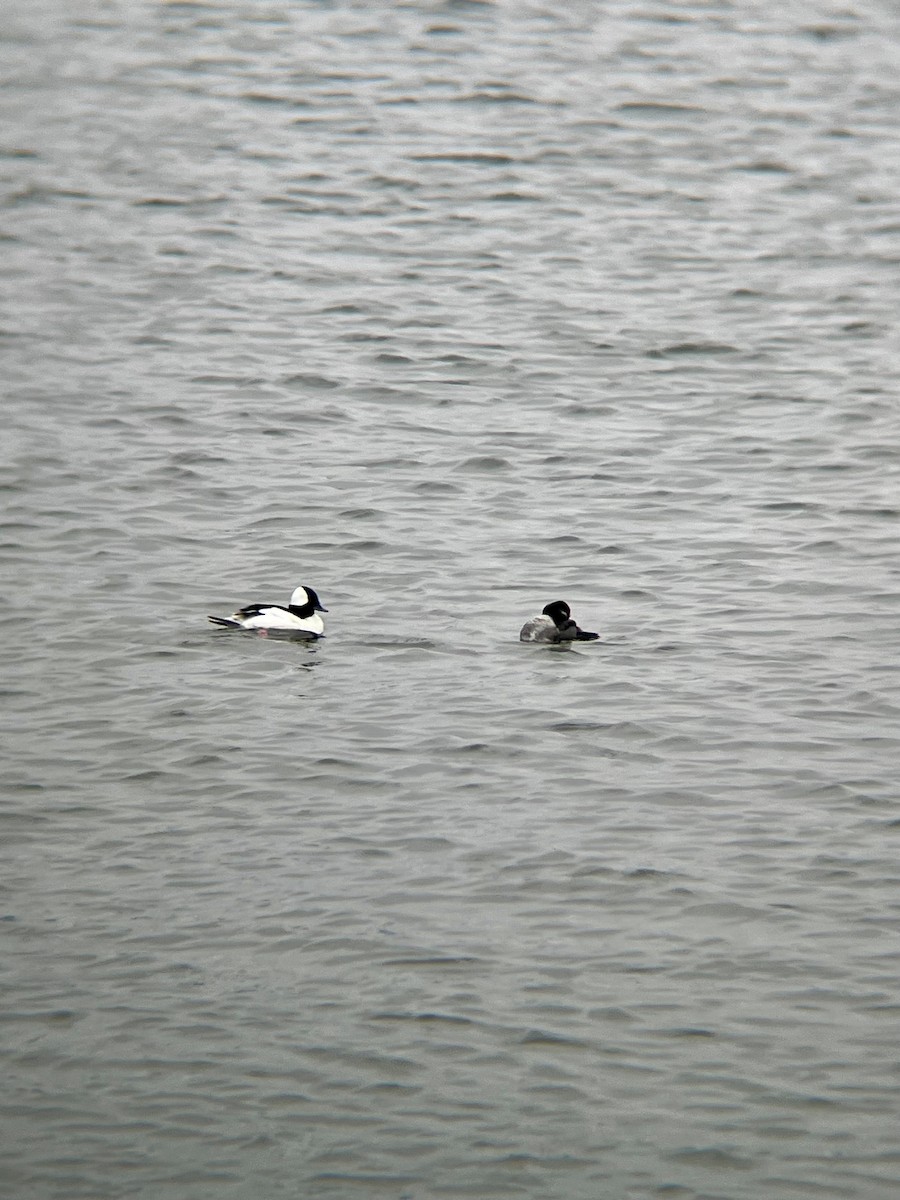 Bufflehead - ML633238816
