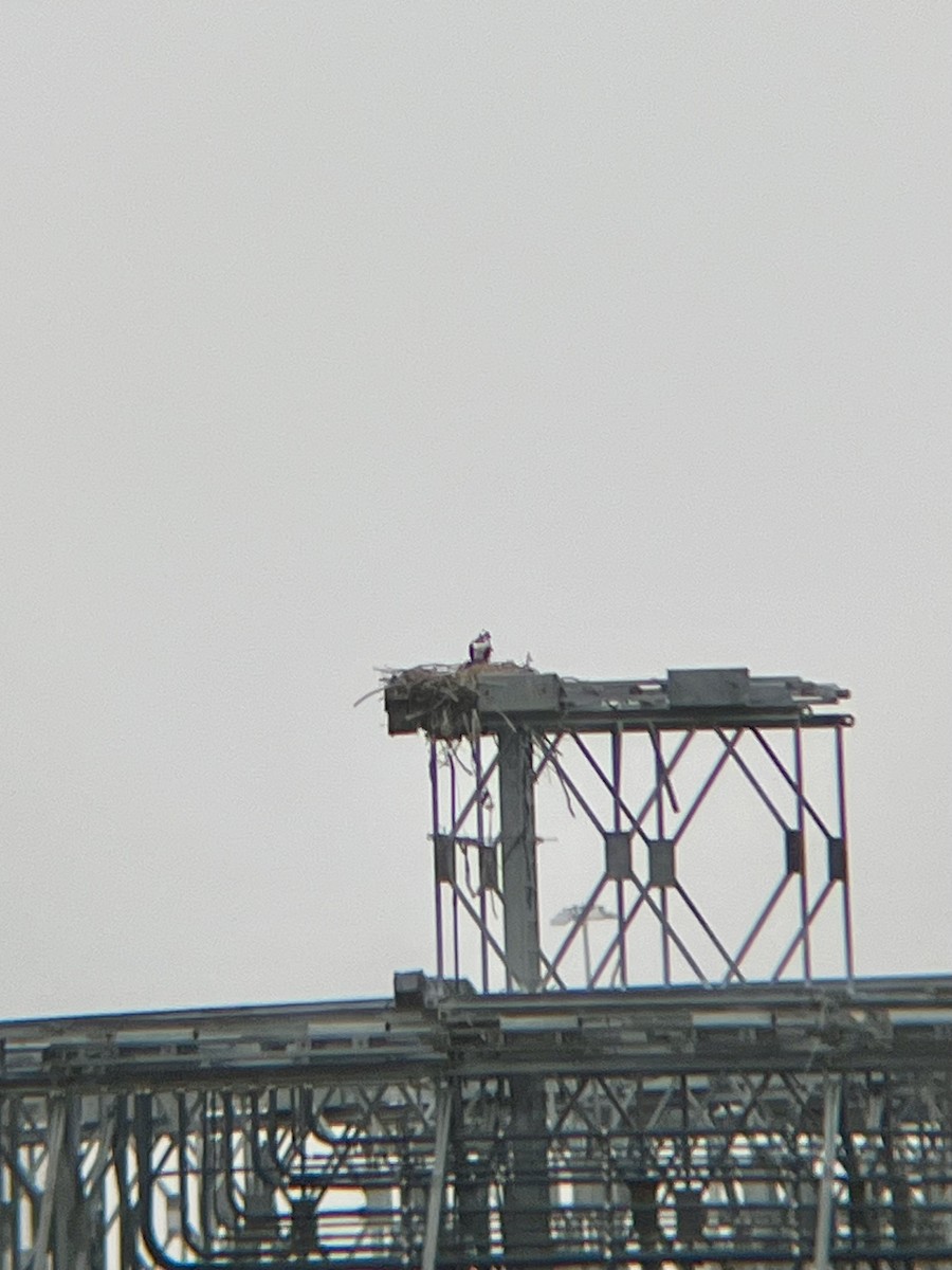 Osprey - ML633238824