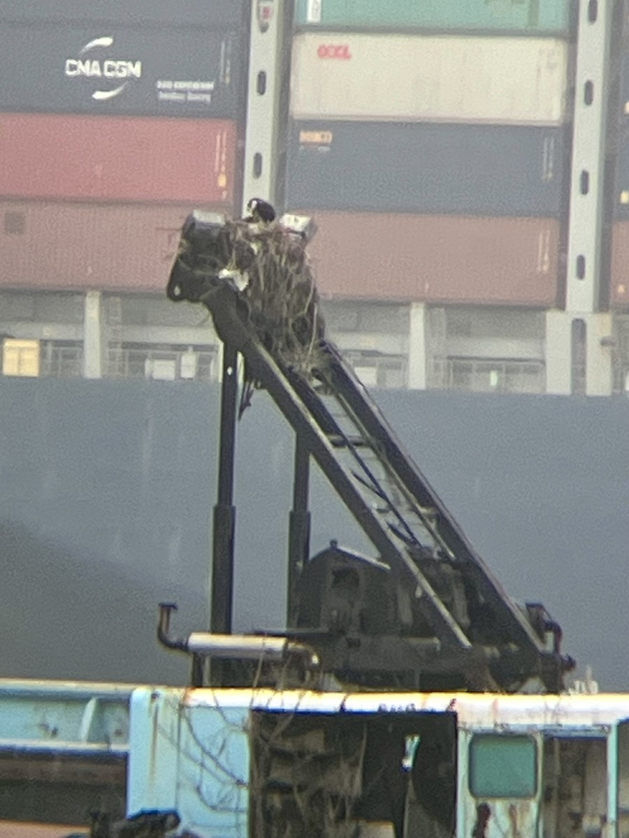 Osprey - ML633238825