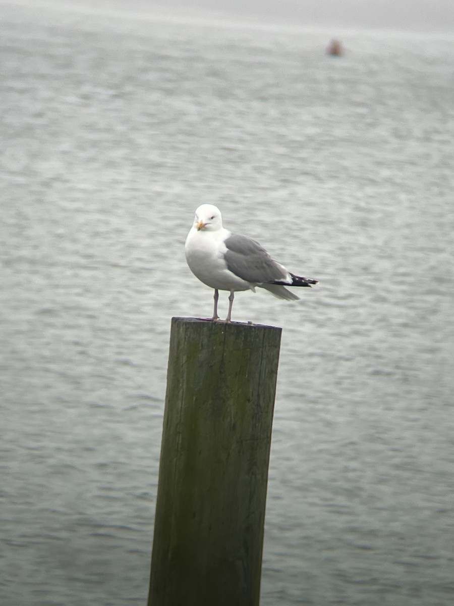 Ring-billed Gull - ML633238833