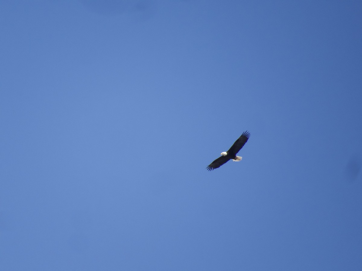 Bald Eagle - ML633238838