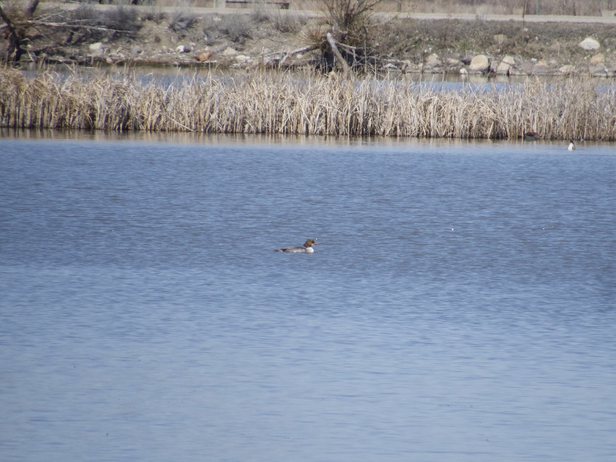 Common Merganser - ML633238856