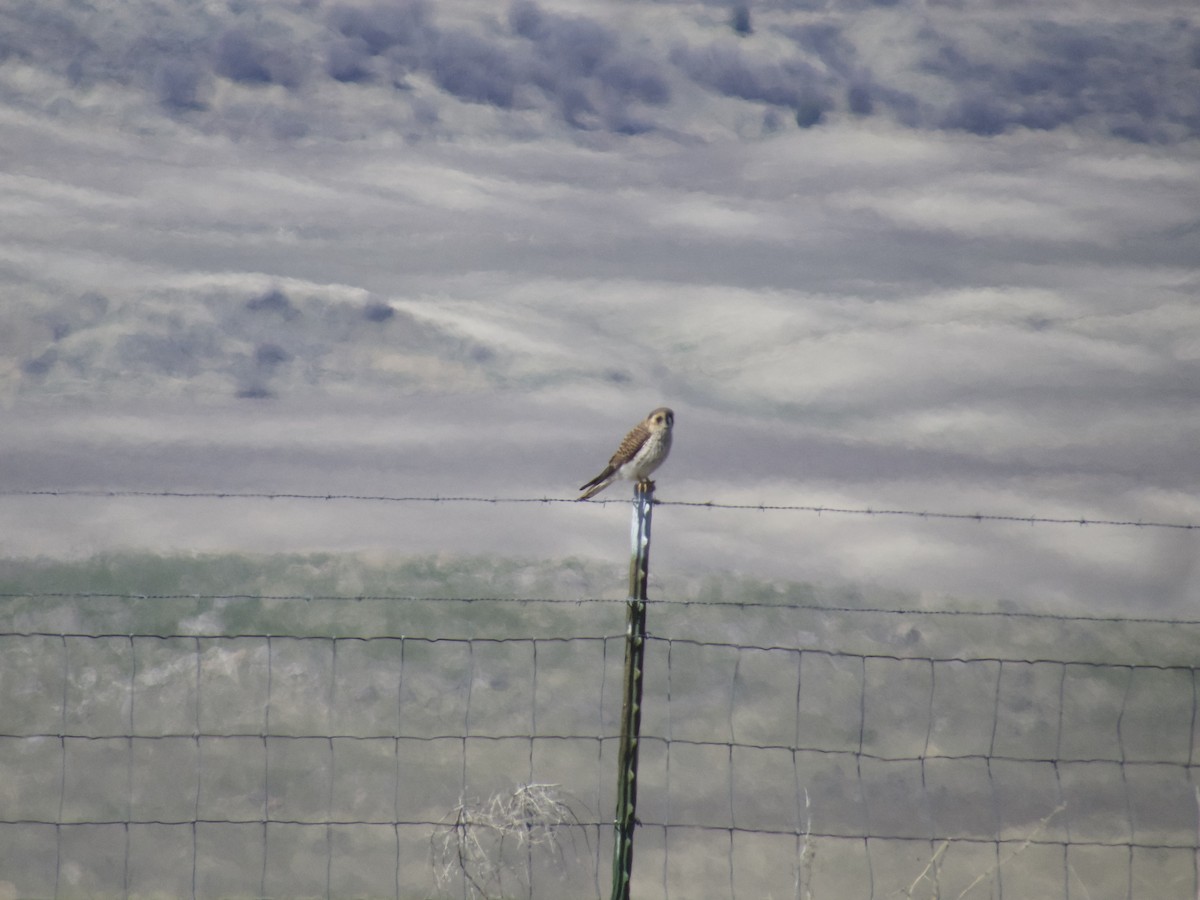 American Kestrel - ML633238871