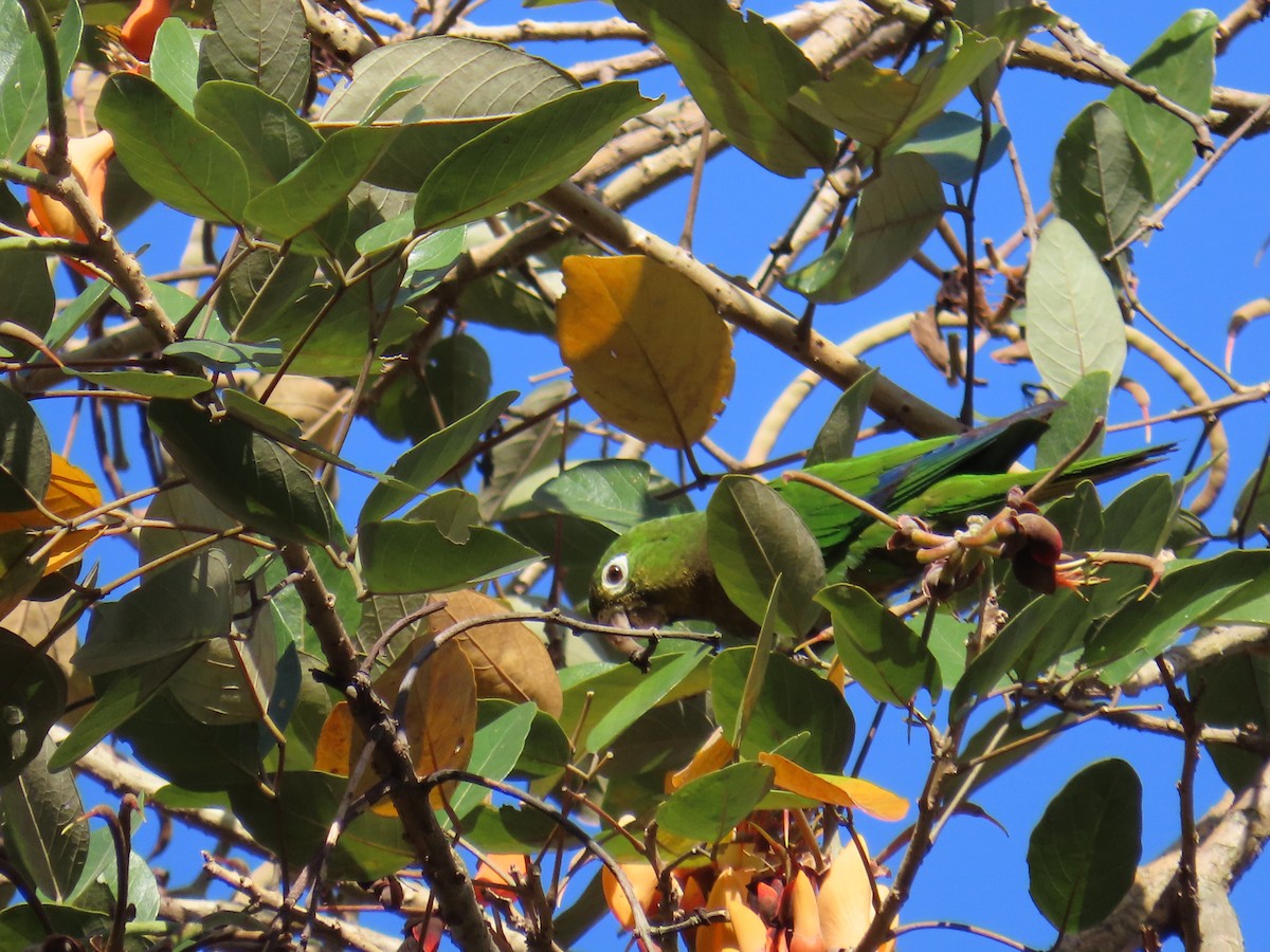 Olive-throated Parakeet - Otto Seydel
