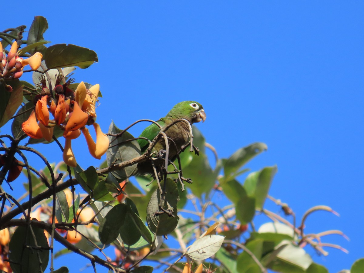 Olive-throated Parakeet - Otto Seydel