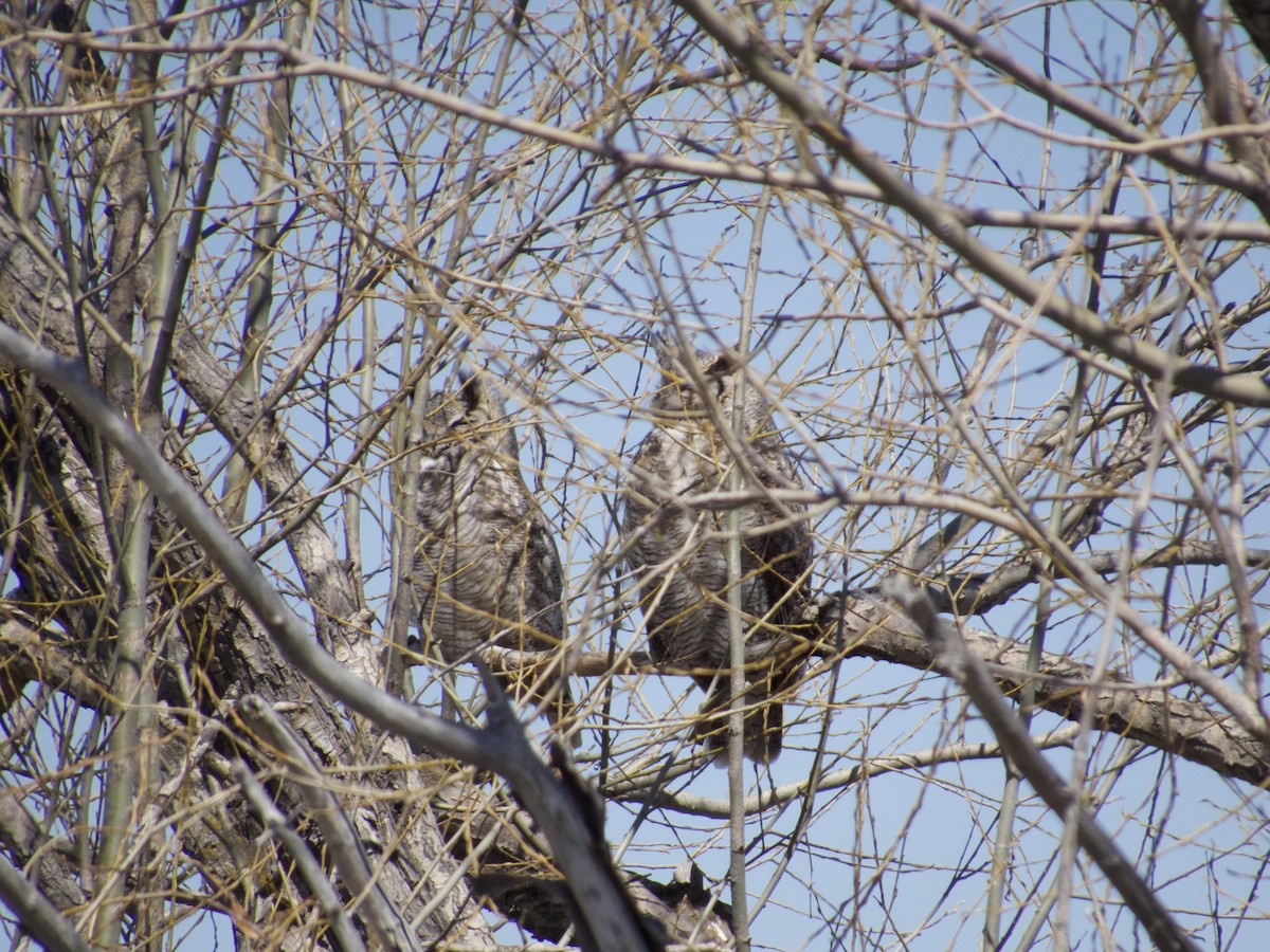 Great Horned Owl - ML633238900